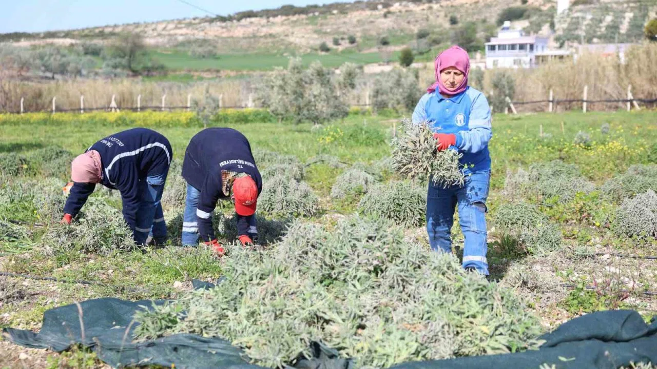 Didim’de ada çayı hasadı yapıldı