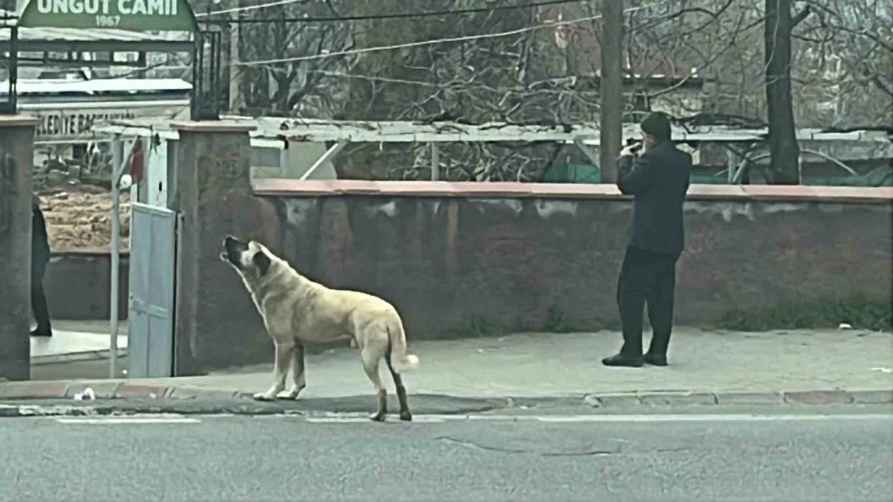 Ezanla birlikte uluyan köpek dikkat çekti