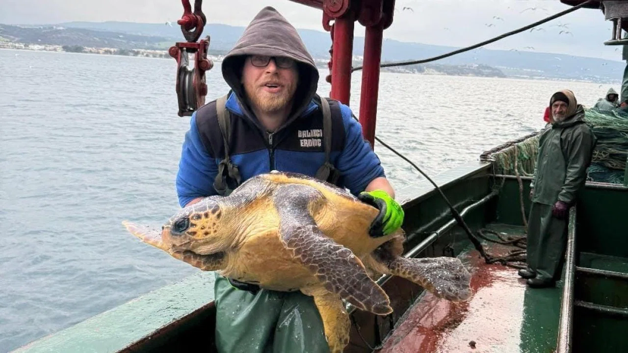 Gelibolu açıklarında ağlara takılan caretta caretta denize geri salındı