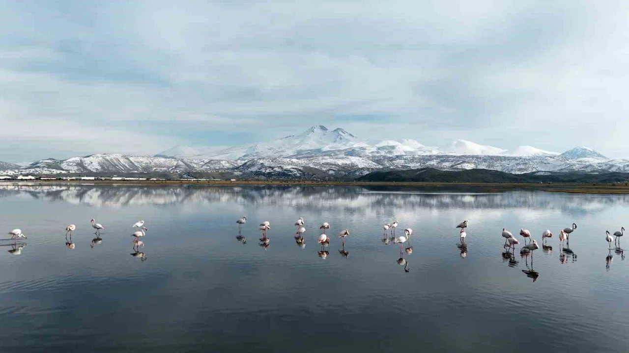 Kayseri’nin ilk flamingo kafilesi geldi