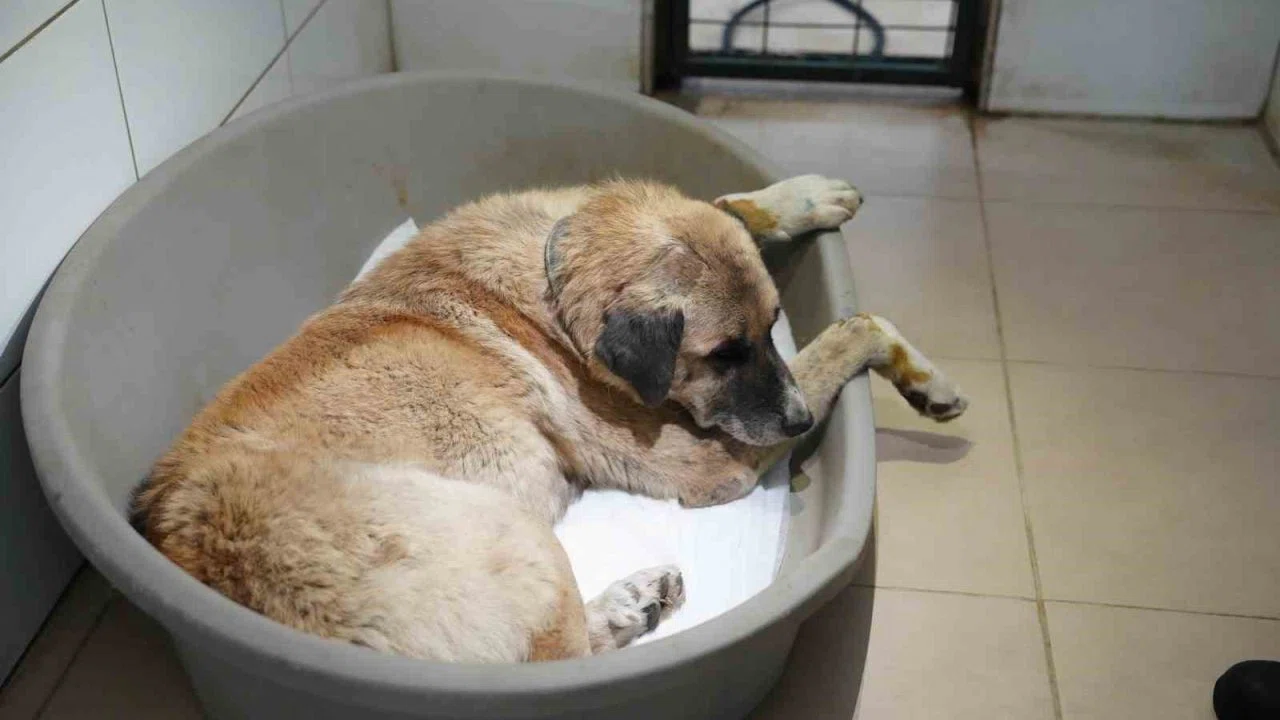 Köpeği ezen sürücü serbest bırakıldı