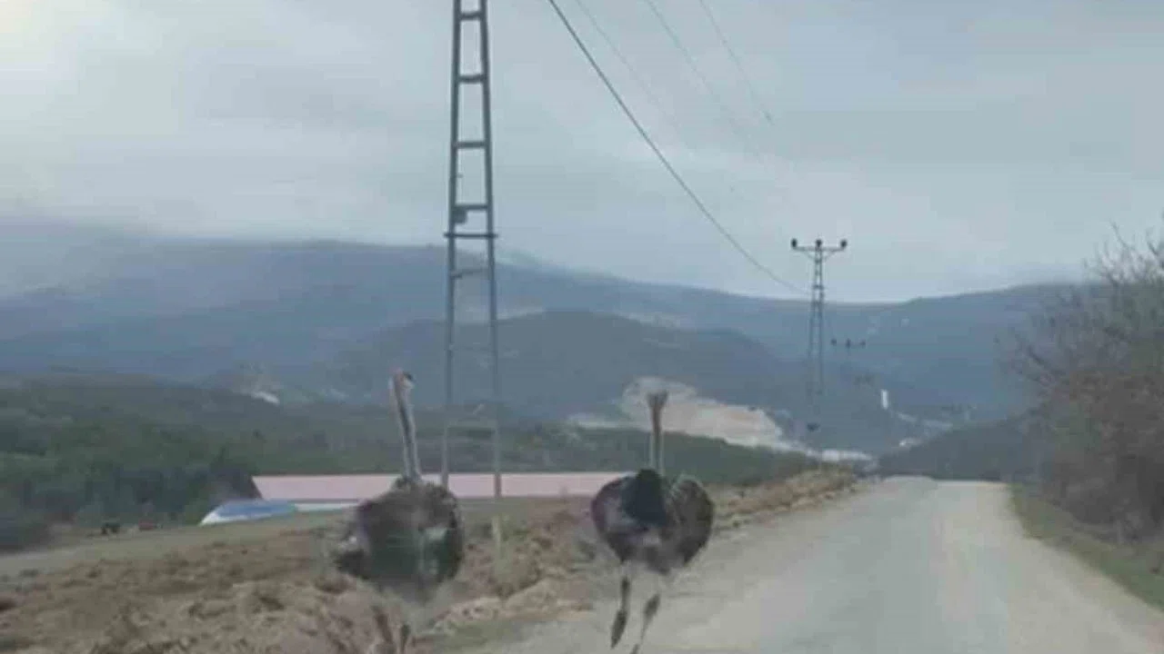 Köy yolunda koşan deve kuşları kameraya yansıdı