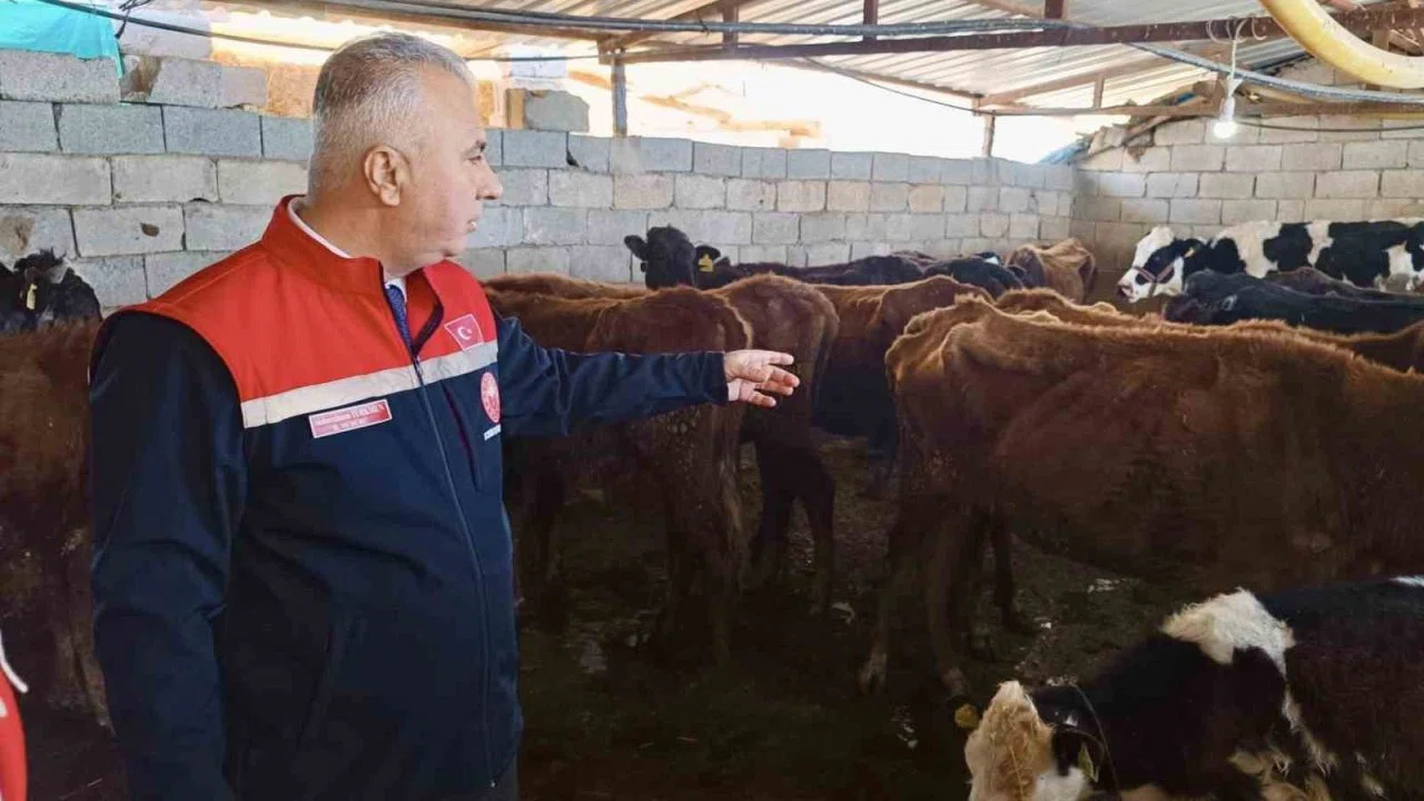 Kumlu’da yerli ırk hayvanlarla büyükbaş yetiştiriciliği yapan işletme incelendi