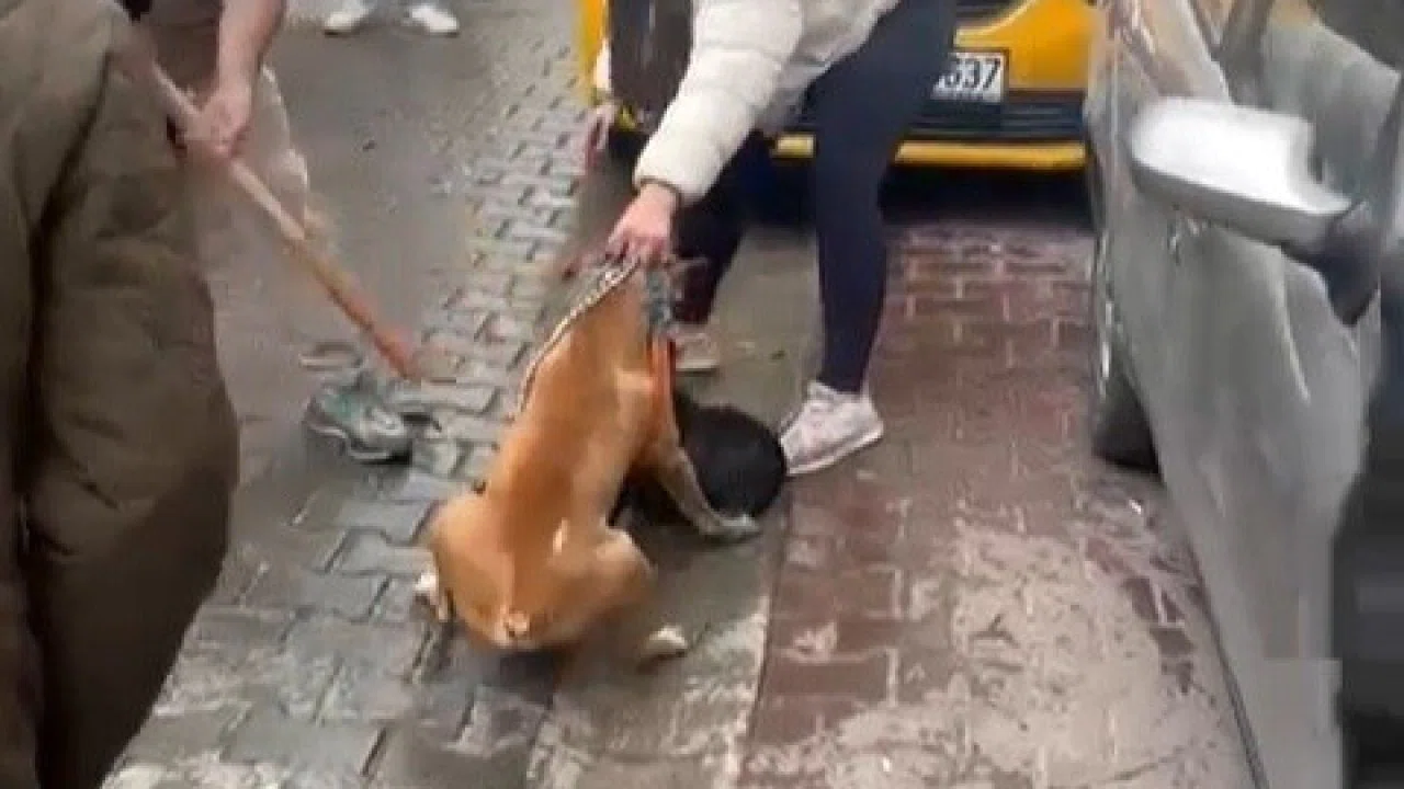 Pitbull saldırısı kameraya yansıdı: Köpek barınağa alındı