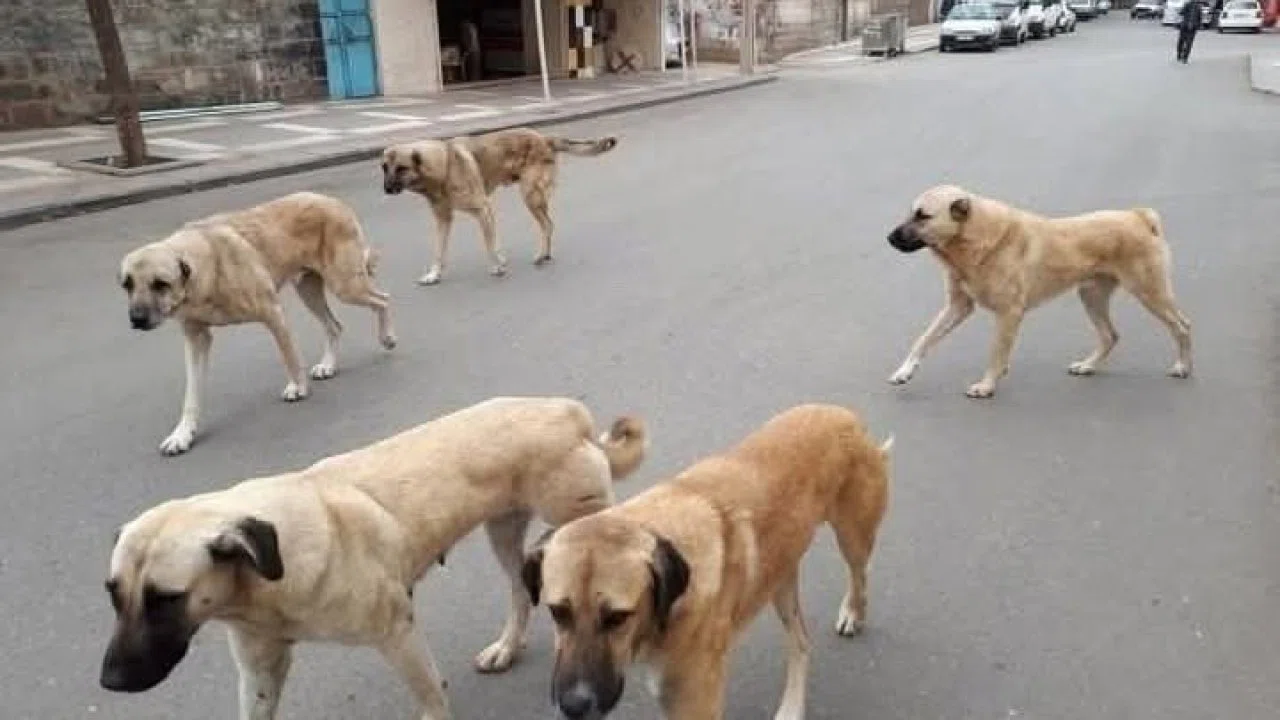 Sahipli hayvanını terk edene 108 bin TL ceza