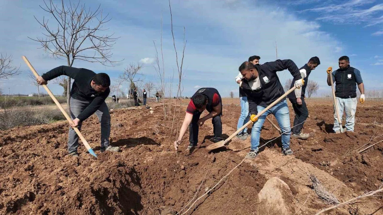 Şanlıurfa Büyükşehir Belediyesi’nden 20 bin çınarlık yeşil hamle