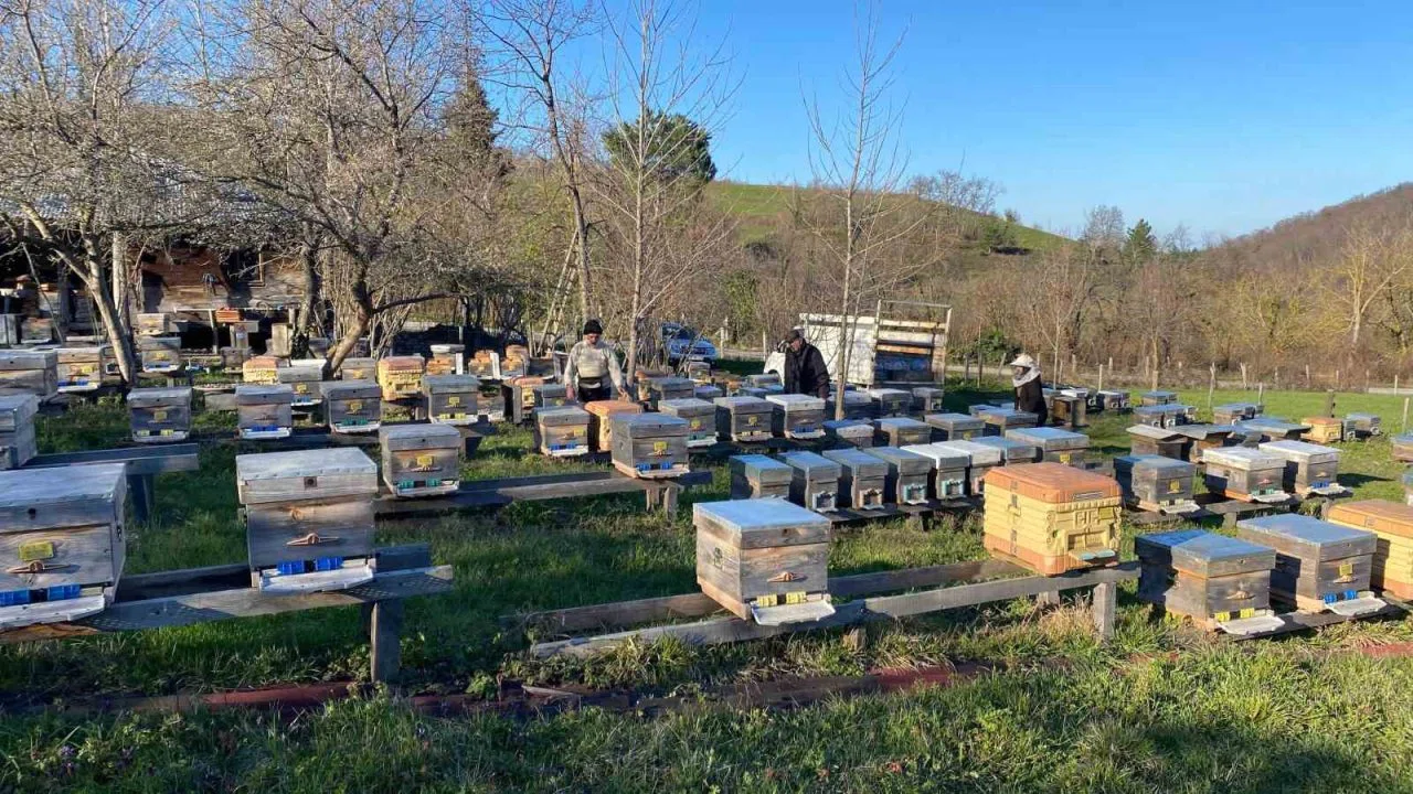 Sinop’ta soğuk hava arıcılığı olumsuz etkiliyor