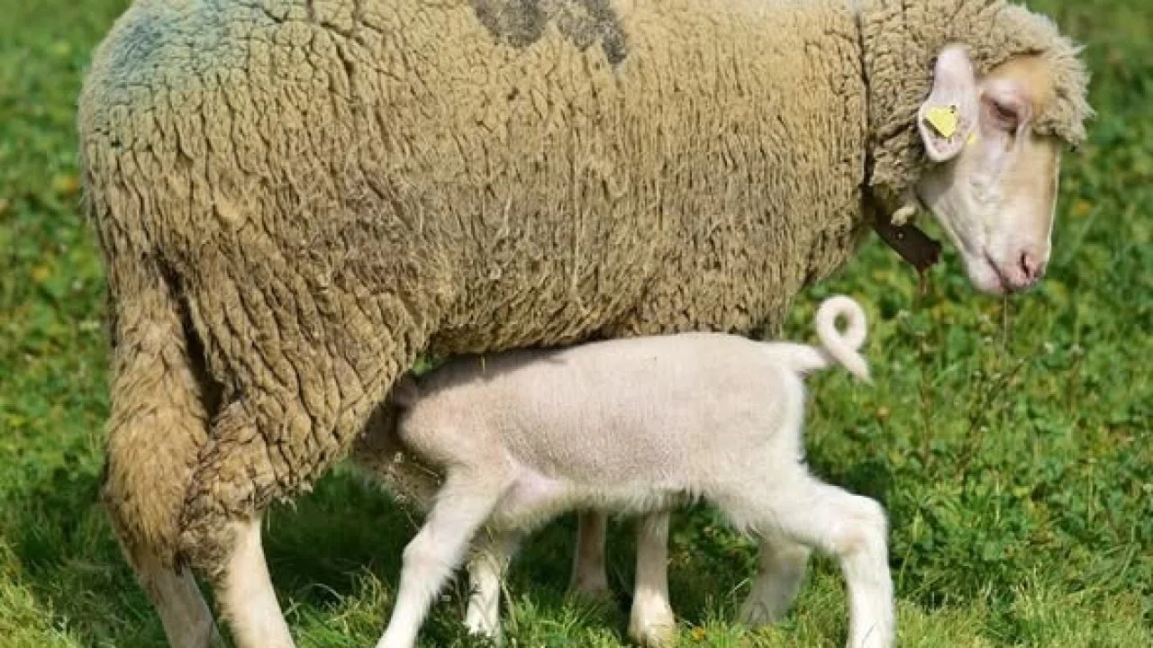 Üniversitenin yavru kuzuları anaları ile buluştu