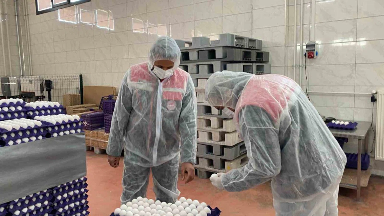Yumurta paketlemesi yapan işletmelere yönelik denetim