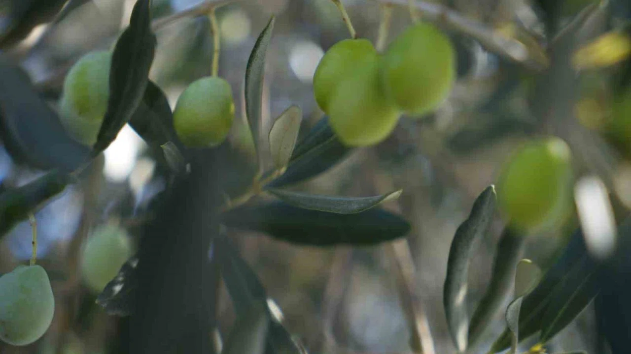 Zeytin halkalı leke hastalığına karşı üreticilere uyarı