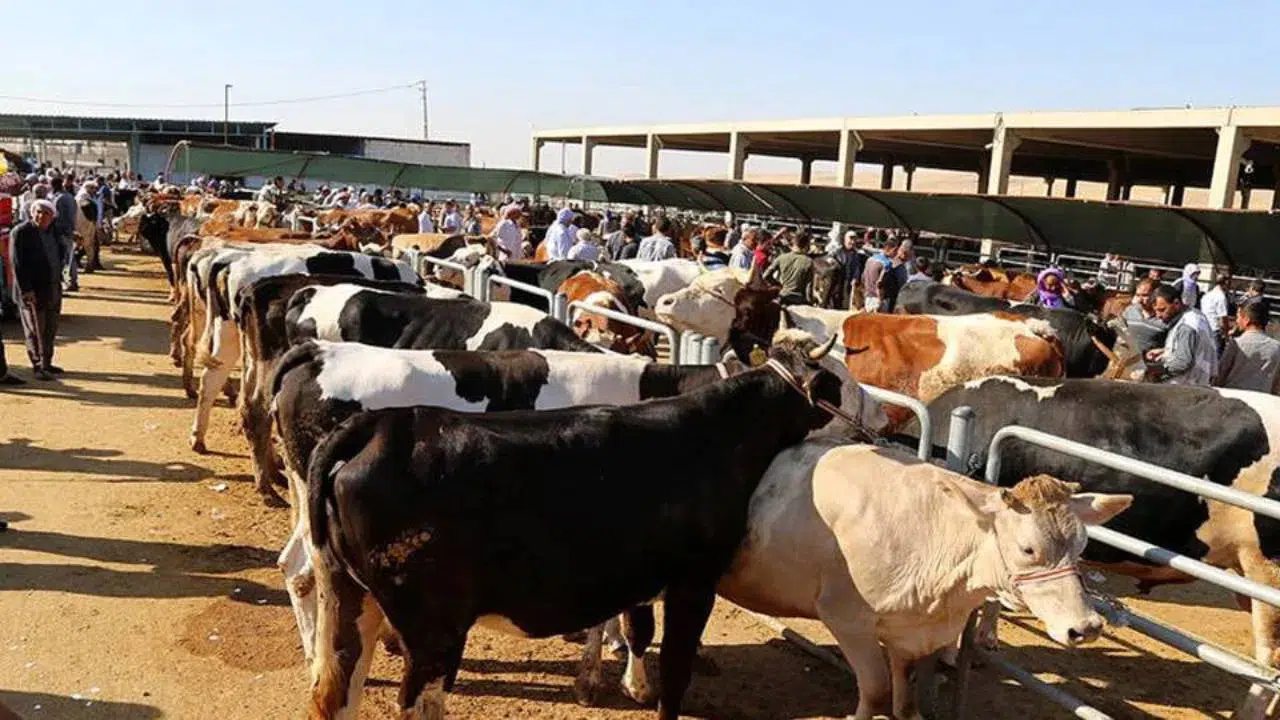 Sağlık Bakanlığı: Kurban kesiminde 13 bin 513 kişi yaralandı