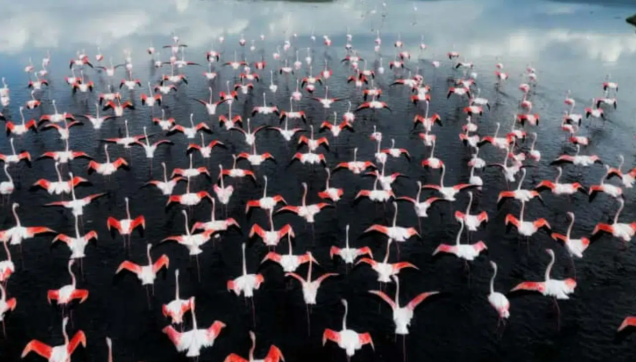 Flamingo Yolu turları bayramda da devam ediyor