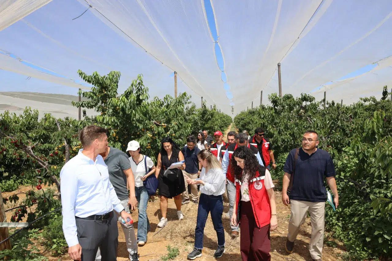 Türk kirazı tek yön Çin biletini almak üzere