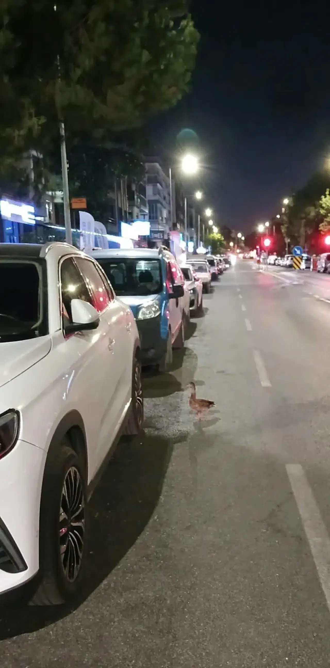 İzmir'de Zabıta Ekipleri Yaralı Ördeği Kurtardı, Doğaya Döndü