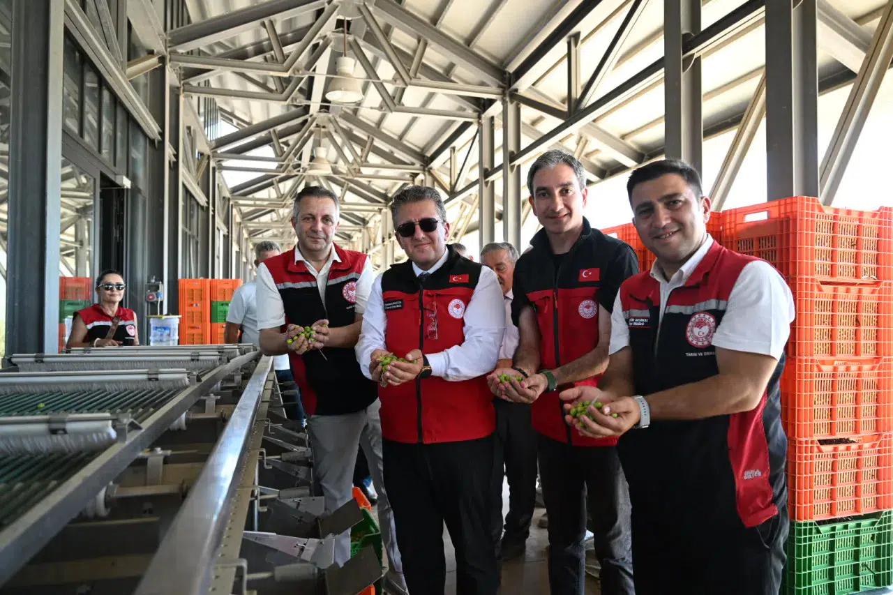 Türkiyenin ilk Zeytin Hasadı