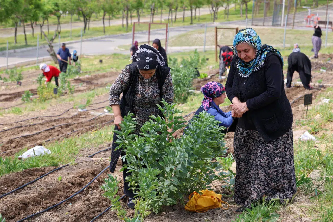 Toprakta hayat, sofrada bereket: Mahalle Bostanları’nda yaz hasadı