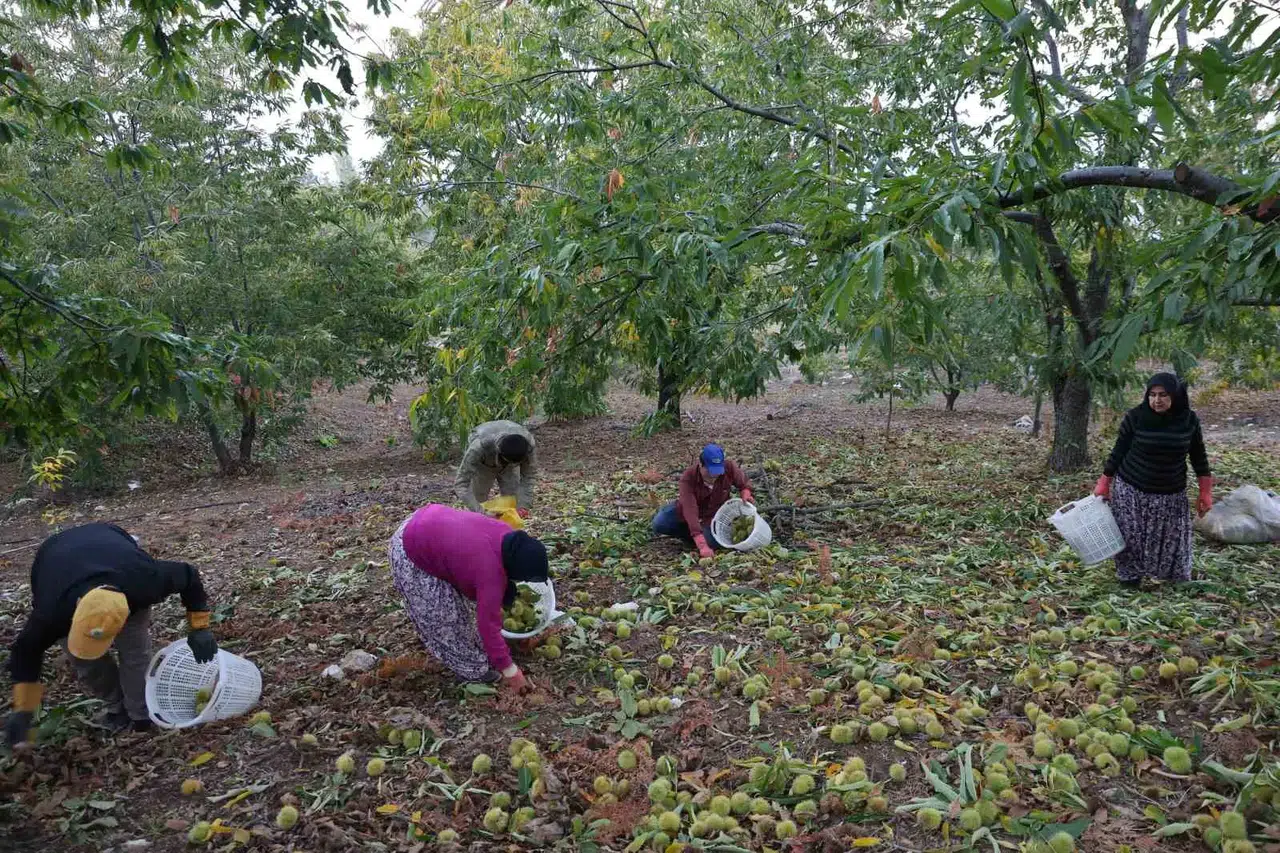 50 metrelik ağaçlarda ölümle dans: Aydın’da kestane hasadında sona gelindi