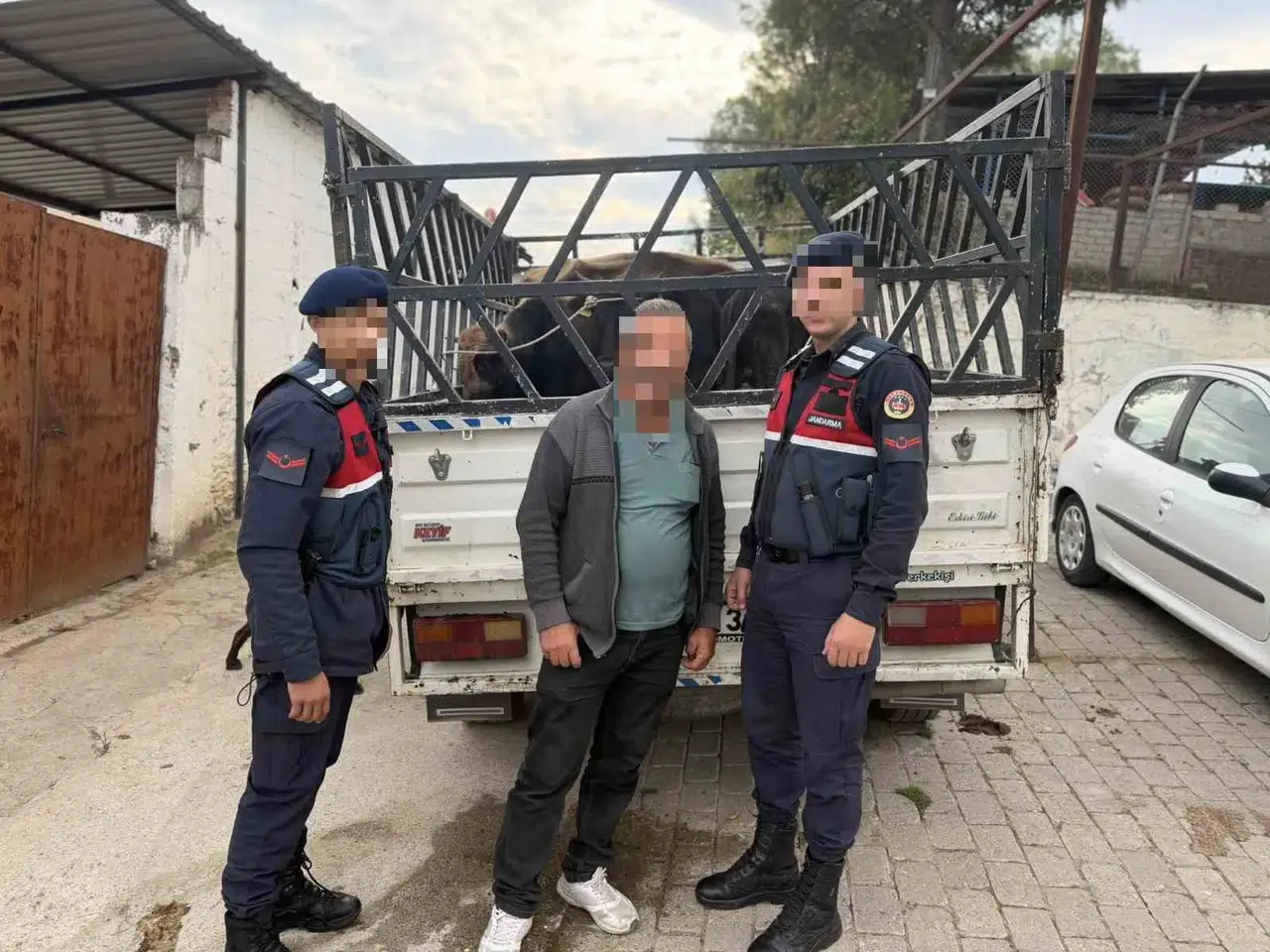 Koçarlı’da hayvan hırsızlığına geçit yok: Çaldığı büyükbaşları 237 bin liraya satarken yakalandı