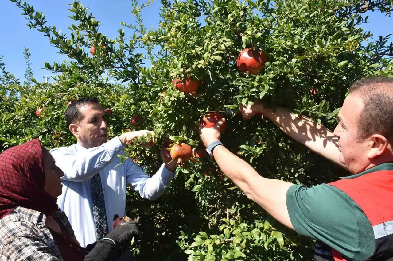 Ortaca'nın bereketli topraklarında nar bereketi: Hasat sezonu başladı