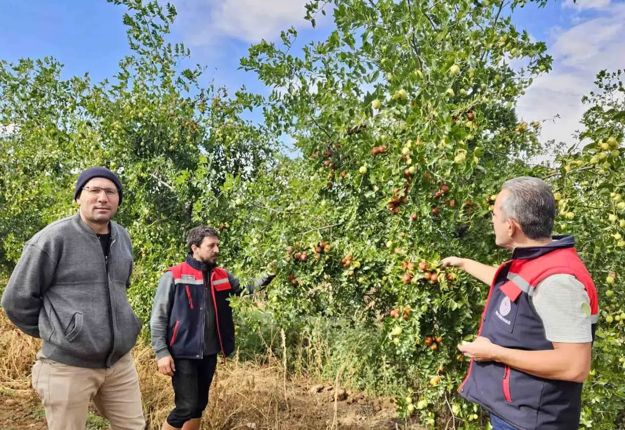 Başmakçı’da toprağın yeni gözdesi hünnap oldu: Üreticiye bereket getirdi