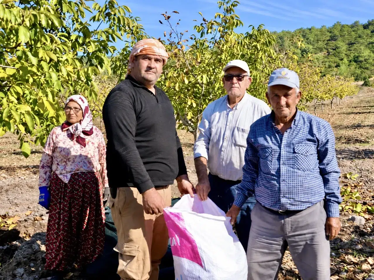 Akhisar’da orman köylüsünün yüzü gülüyor: 26 hektarlık alanda bereketli hasat