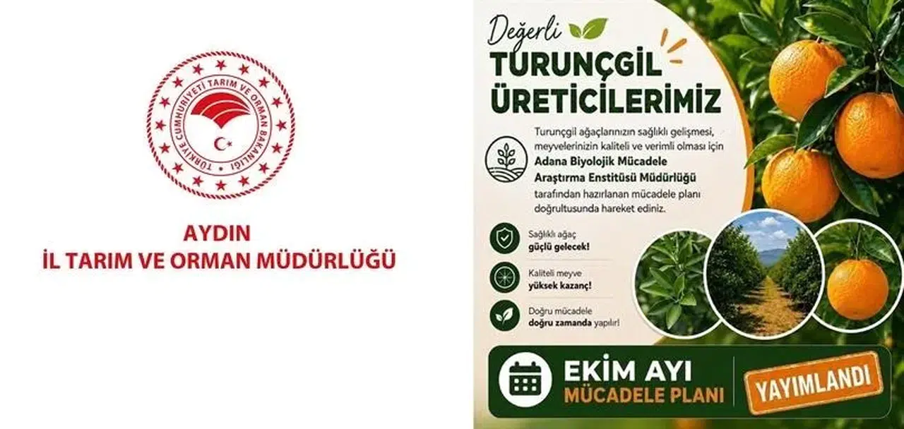 Aydınlı turunçgil üreticilerine kritik uyarı: Ekim ayı mesaisi başladı