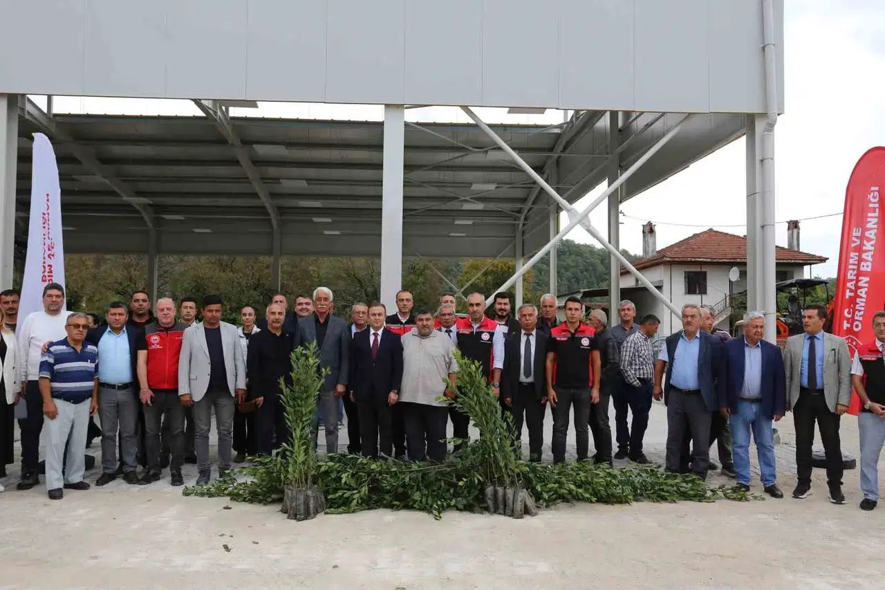 Muğla’nın yeşil altınında hedef 75 milyon dolar: Kadın üreticiler sahada