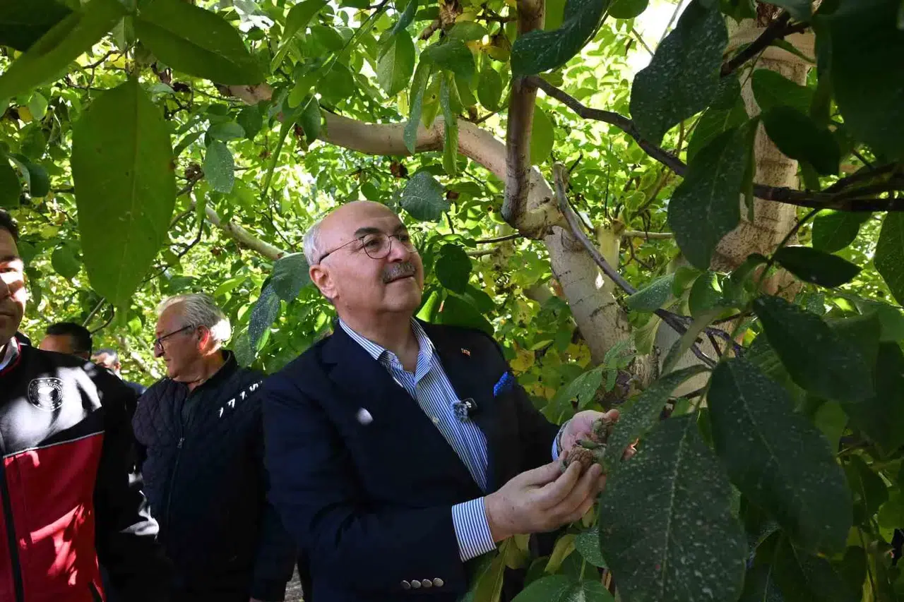 Denizli’nin tarım üssü Çameli’de hedef zirve: Ceviz hasadı başladı
