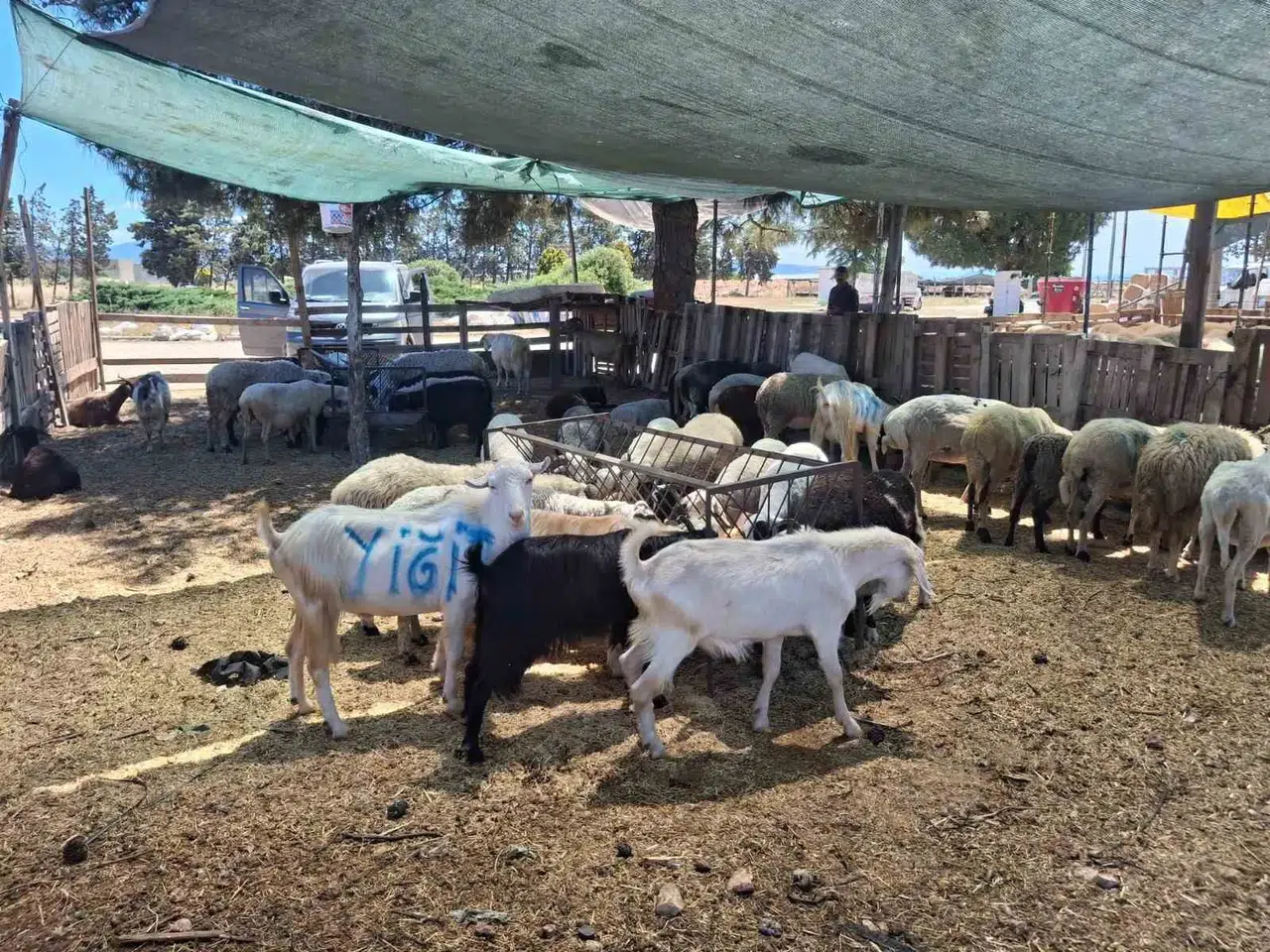 Aydın'da üreticilerin beklediği haber geldi: Hayvan pazarları kapılarını açıyor