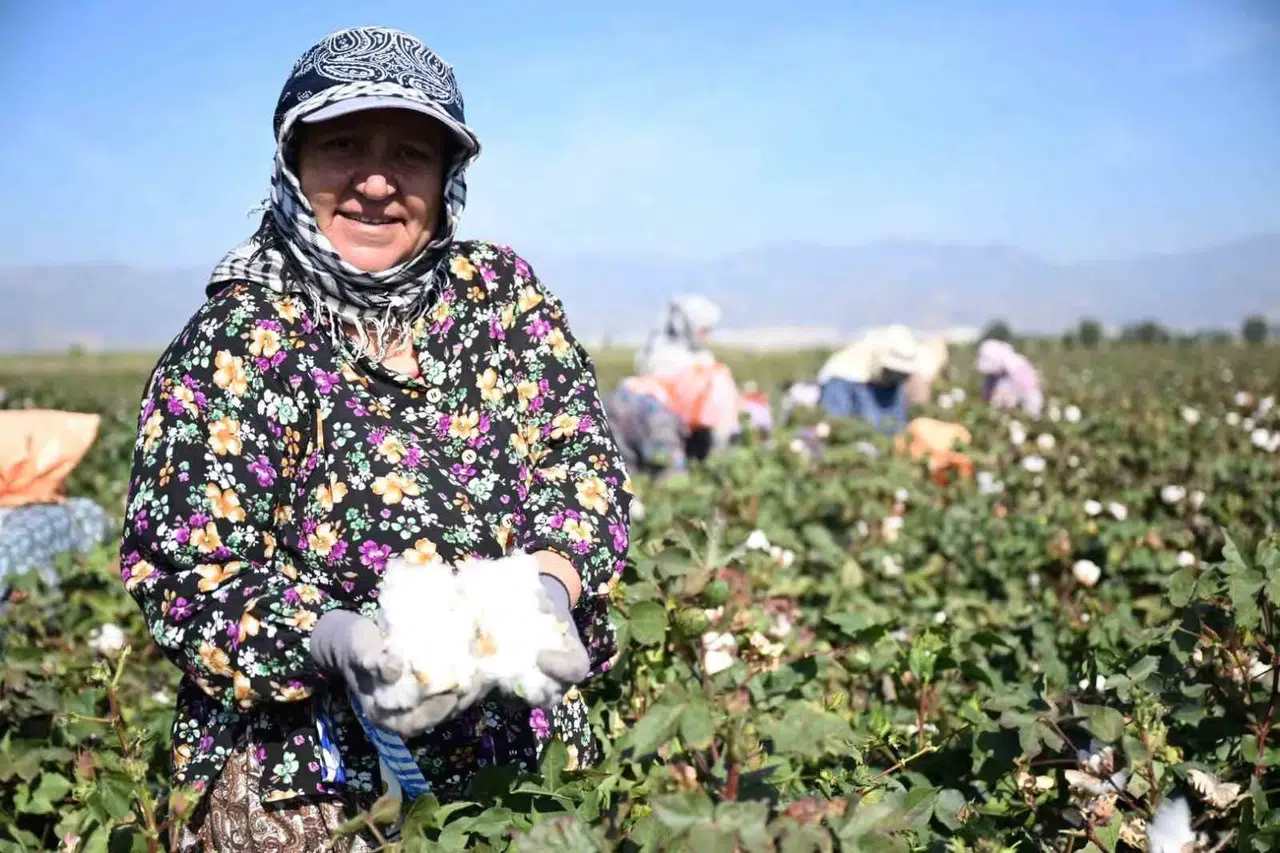 Beyaz altında yerli üretim hamlesi: Aydın’da hasat heyecanı başladı