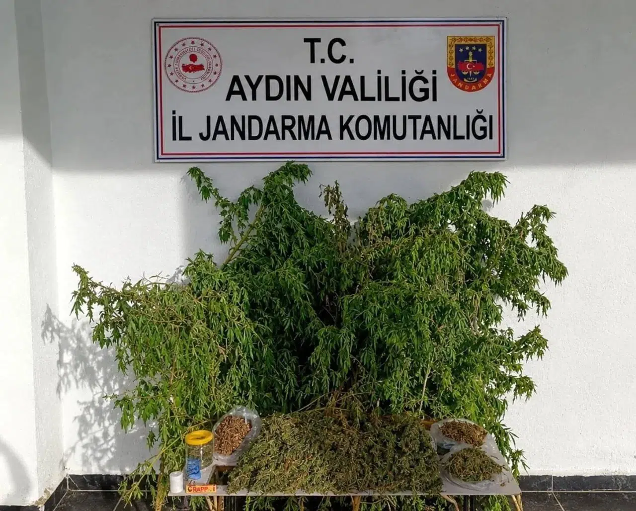 İncirliova’da zehir tacirlerine jandarma darbesi: Evinden uyuşturucu tarlası çıktı