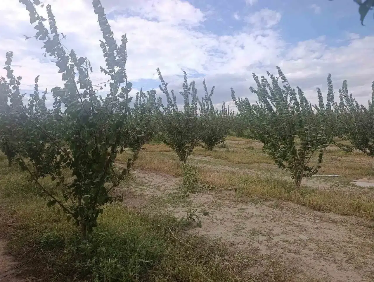 Çivril’de tarımda yeni dönem: Doğal dengeyi korumak için sahaya indiler