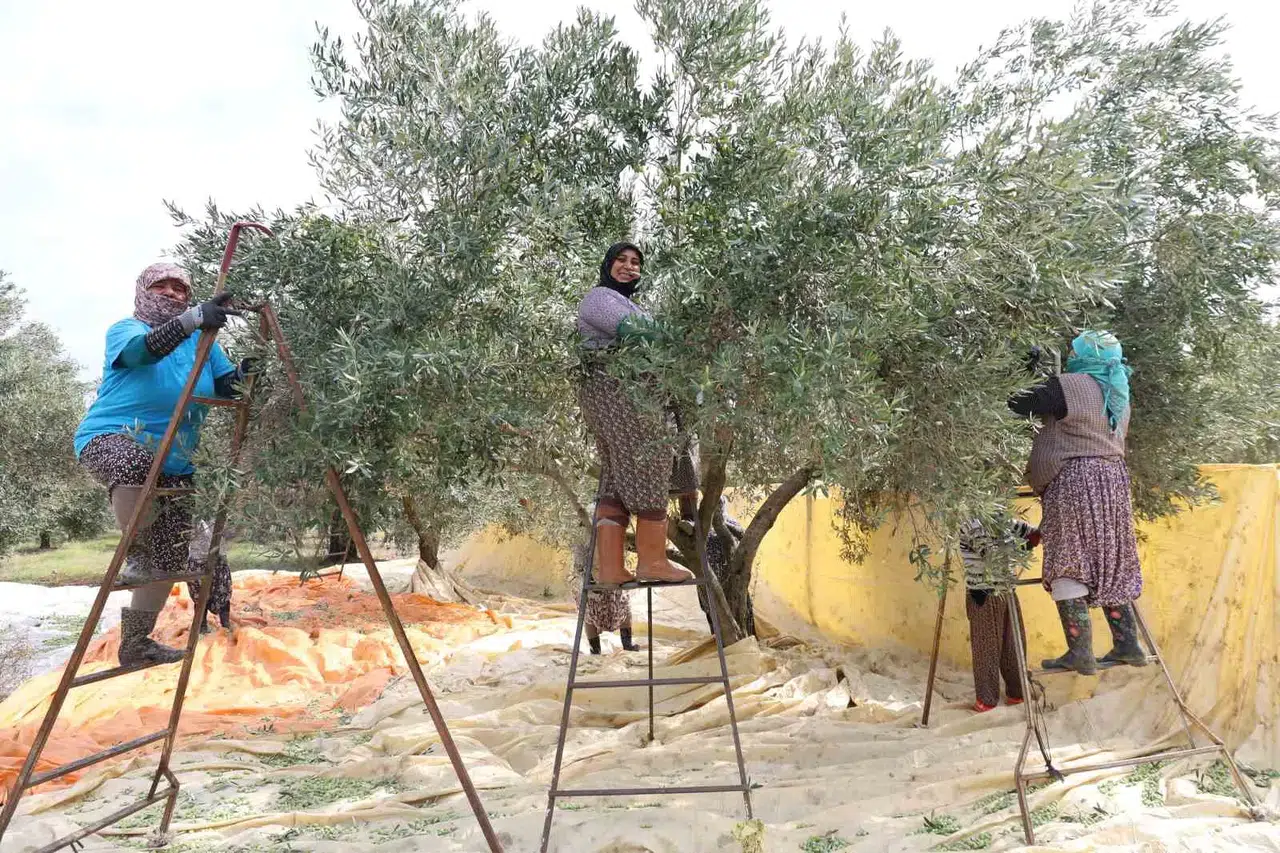 Zeytin bahçelerinde kadın eli devri: Aydın’da hasat mesaisi başladı