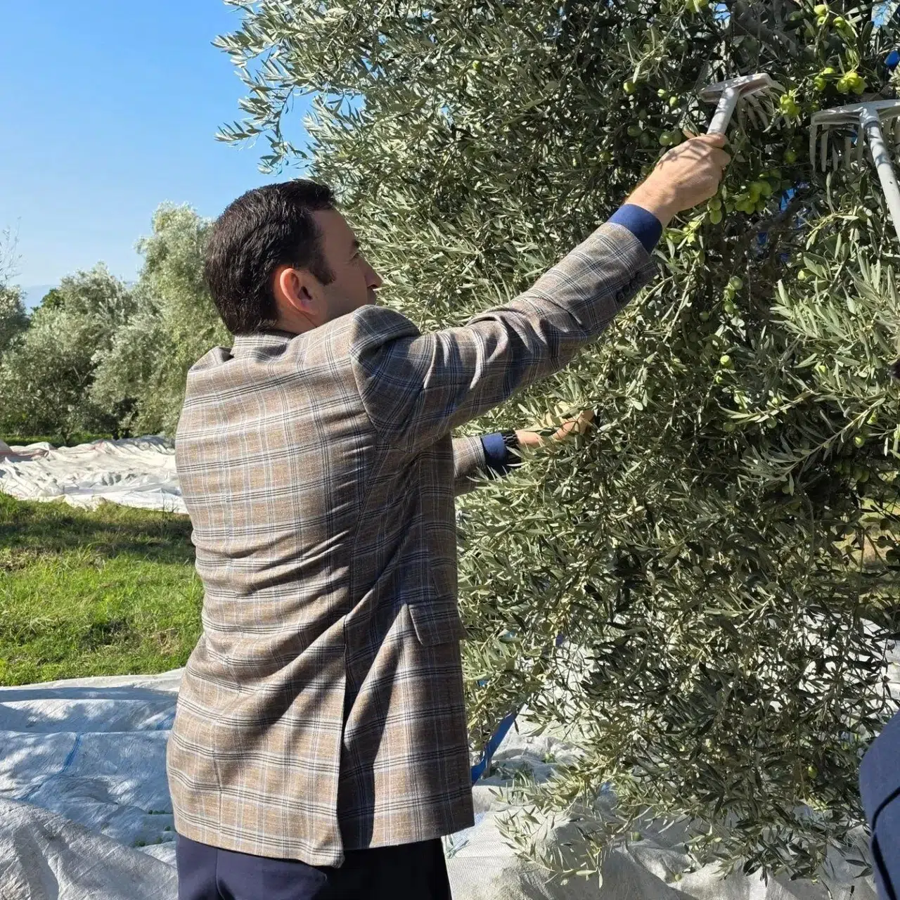 Kuyucak’ta zeytin bereketi: Kaymakam Gülderen üreticinin yanında
