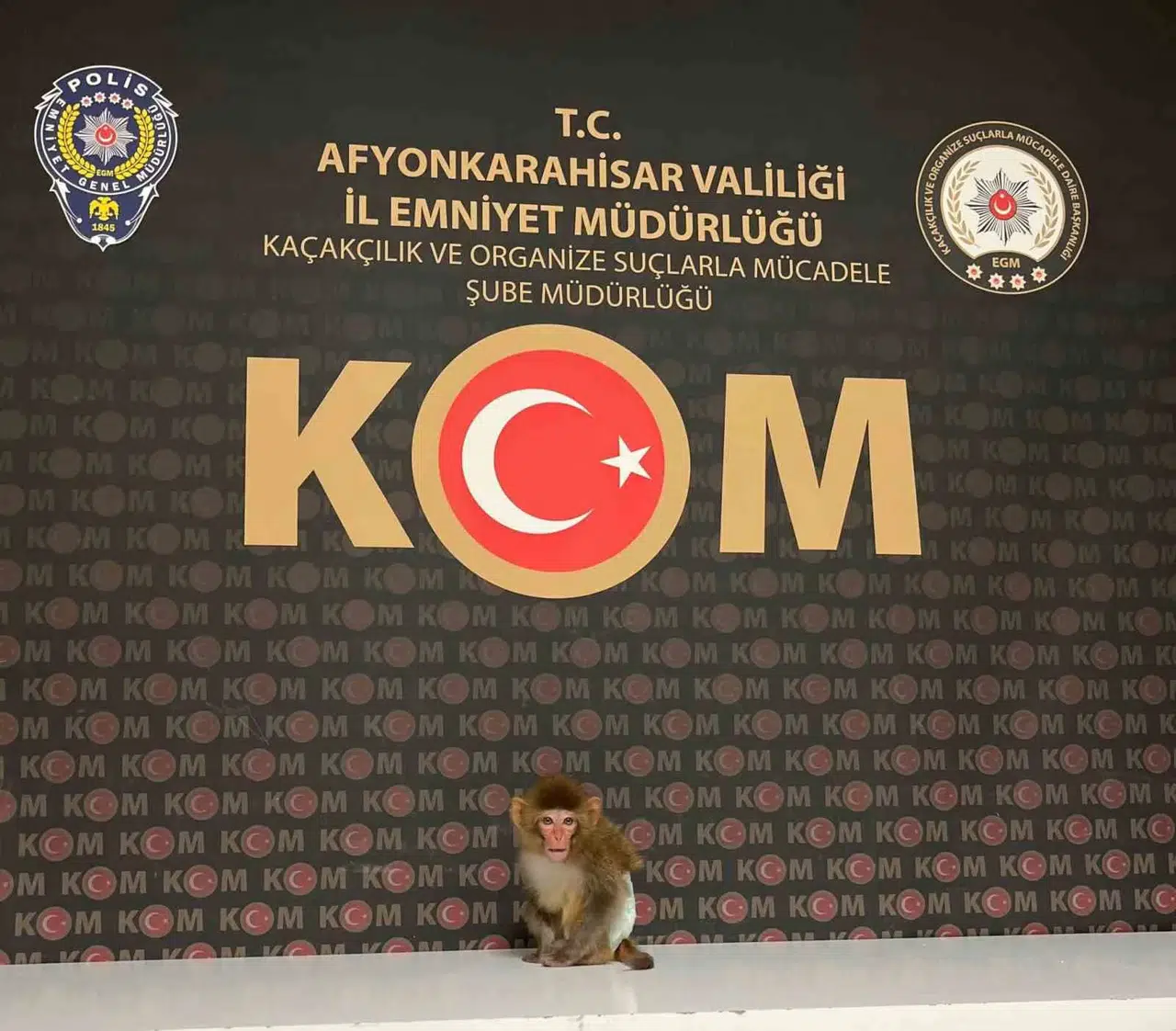 Afyonkarahisar’da şok baskın: Evde egzotik hayvan besleyen şahıs yakayı ele verdi