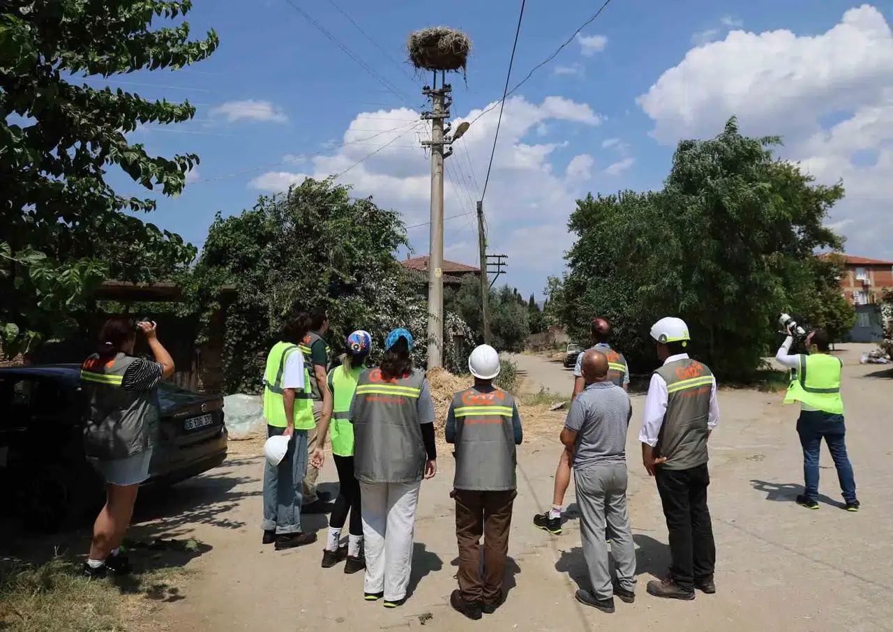 Göç yollarında elektrikli önlem dönemi: Ege'de kuşlar için yeni rota
