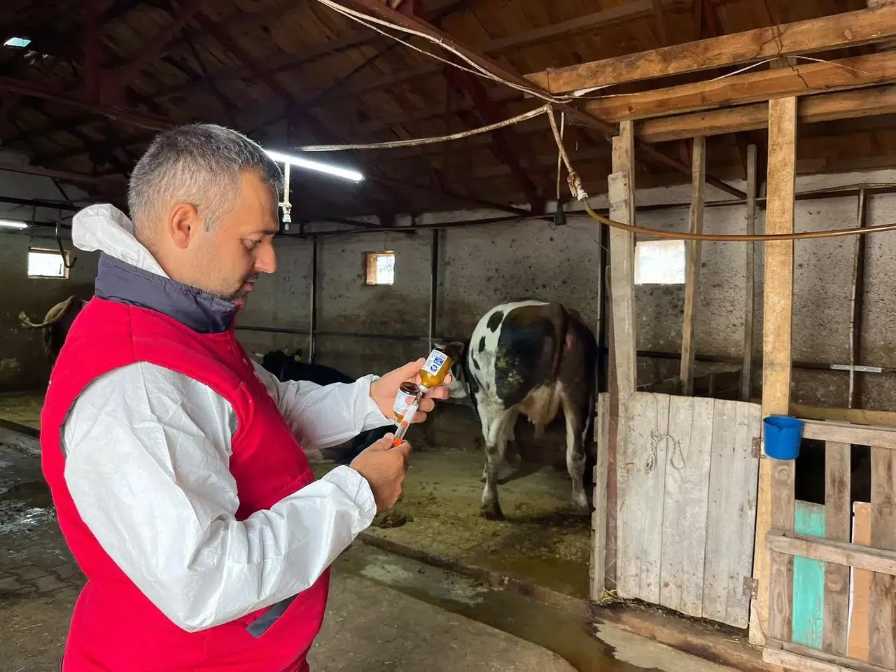 İhsaniye’de hayvan sağlığı için kritik mesai: Şap aşılama seferberliği başladı