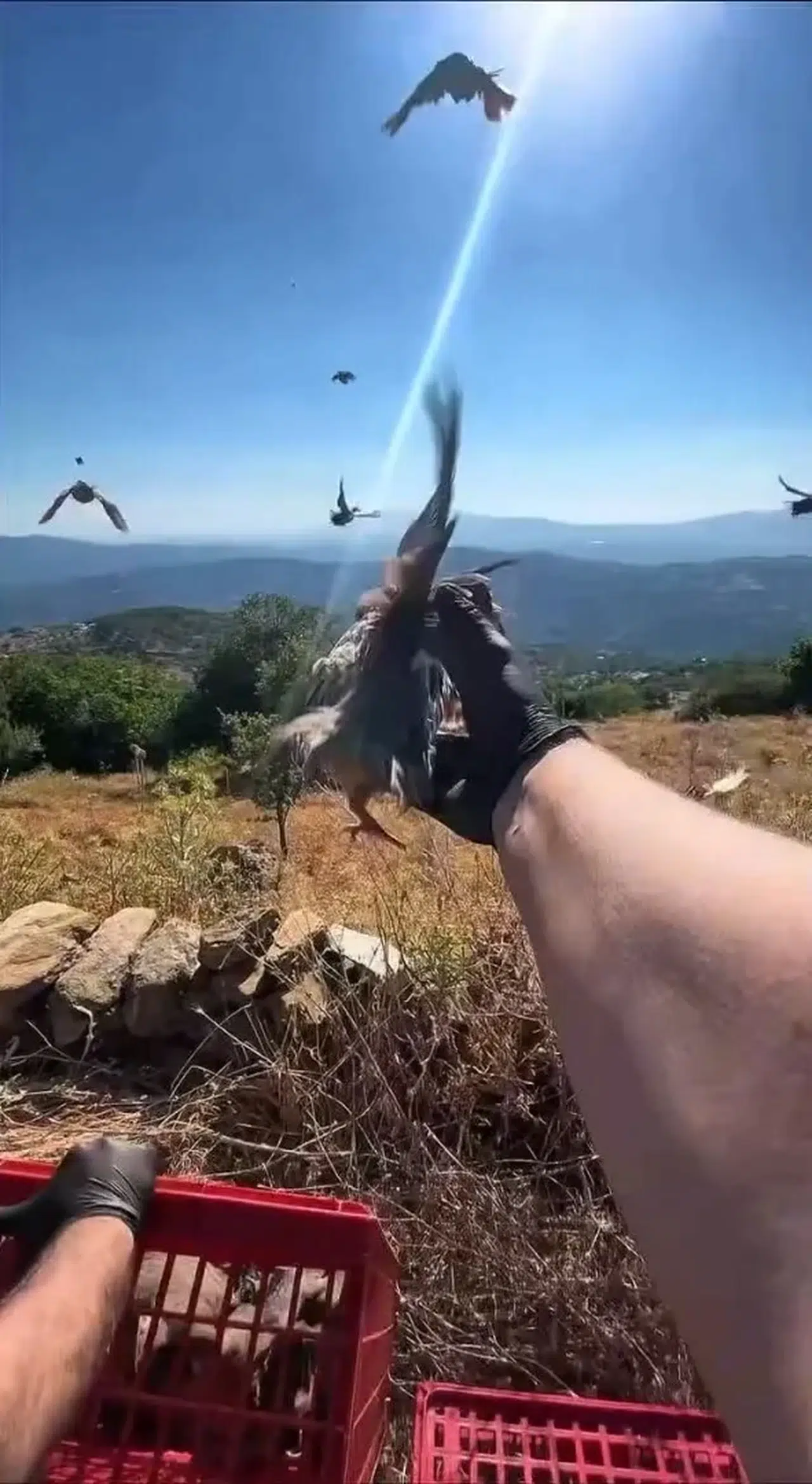 Aydın’ın doğasına yeni misafirler: Kınalı keklikler yaşam alanlarına bırakıldı