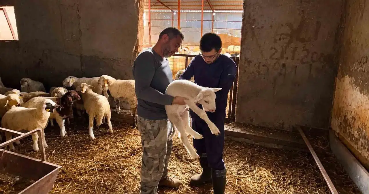 Afyonkarahisar'da sürüler güvence altında: Küçükbaş hayvanlarda dev tarama