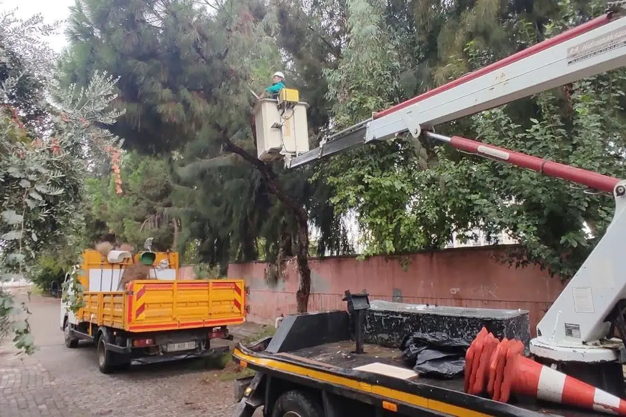 Efeler’de fırtına öncesi önlem: Ağaçlar güvenli hale getiriliyor