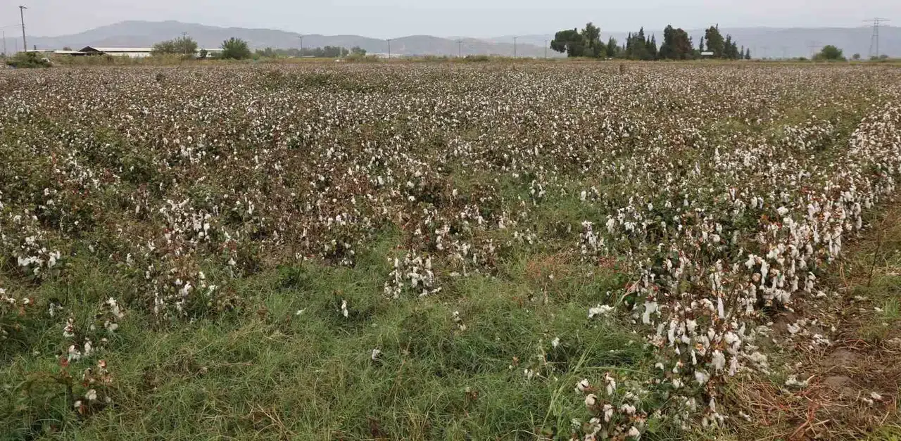 Aydın ovasında pamuk hasadı yağmur engeline takıldı