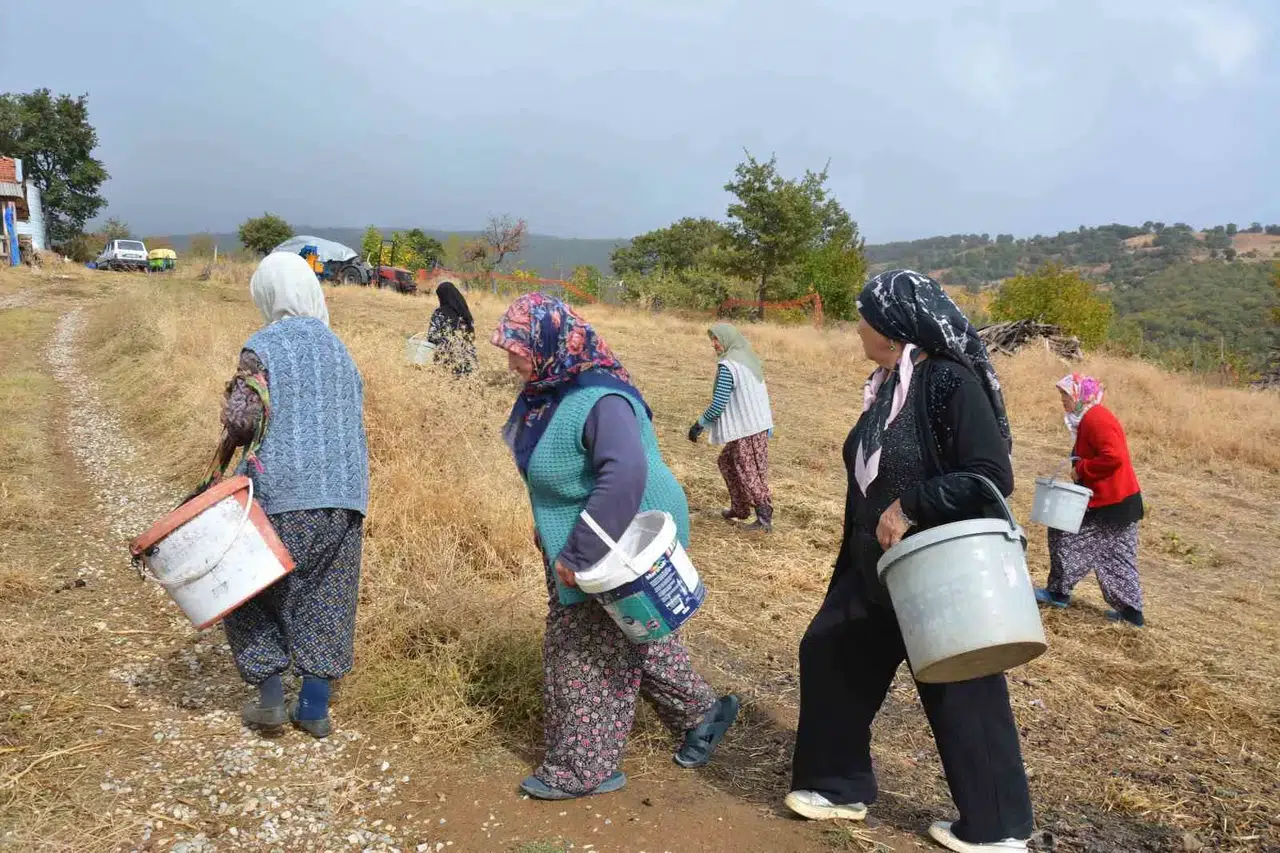 Manisa'nın dağlarından gelen şifa: Kadınların çitlembik mesaisi ekonomiye can veriyor