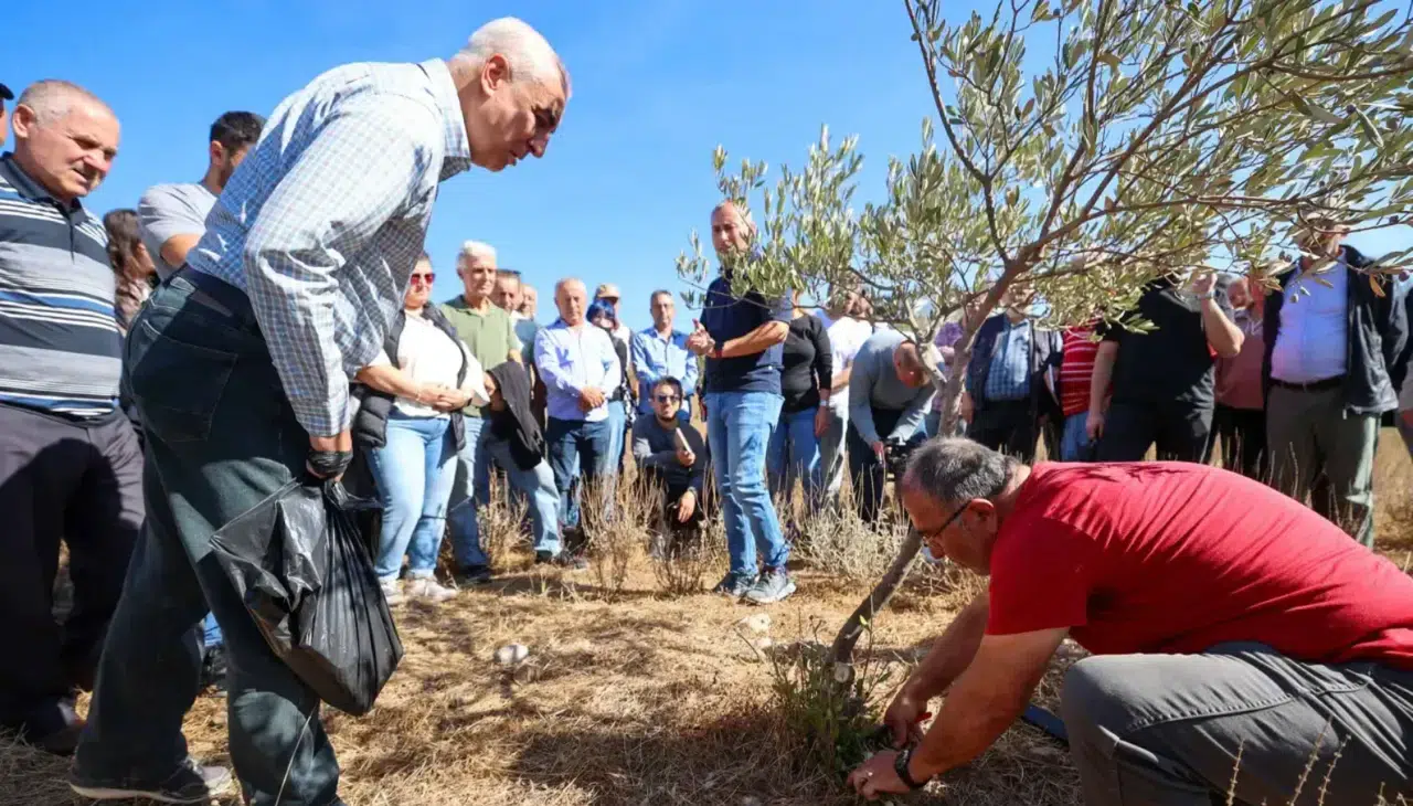 Buca'da Sertifikalı Zeytin Budama Eğitimi Tamamlandı