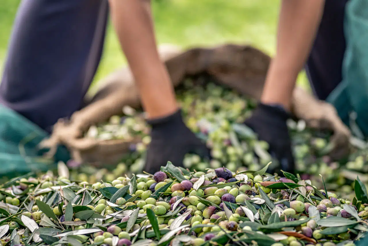 Zeytin ve zeytinyağı sektörü ihracatta hedefsiz bir sezona giriyor