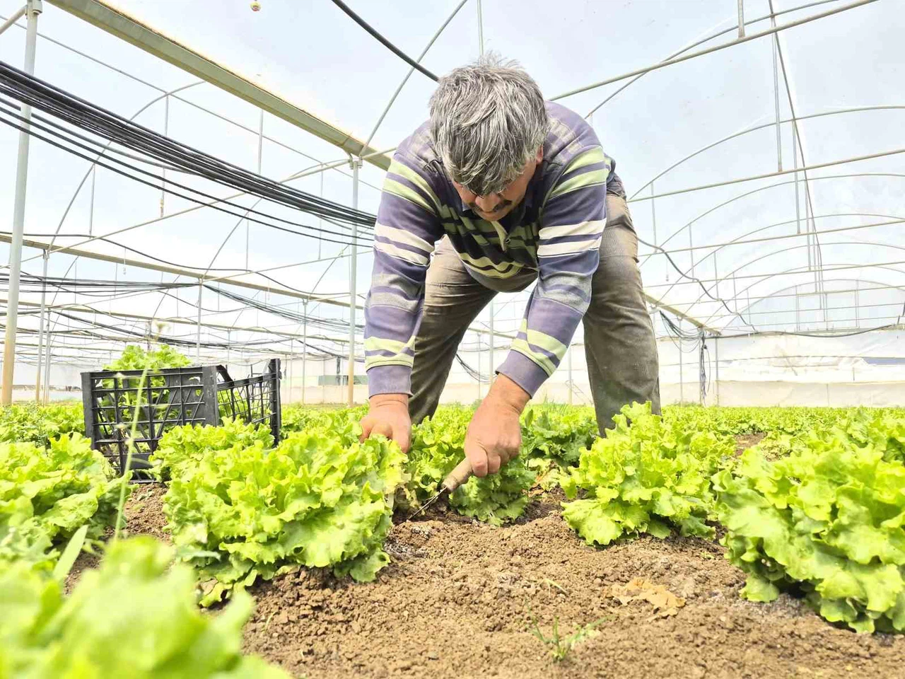 Tarlada ortalama 15 TL olan marul tezgahlarda 100 TL’ye satılıyor