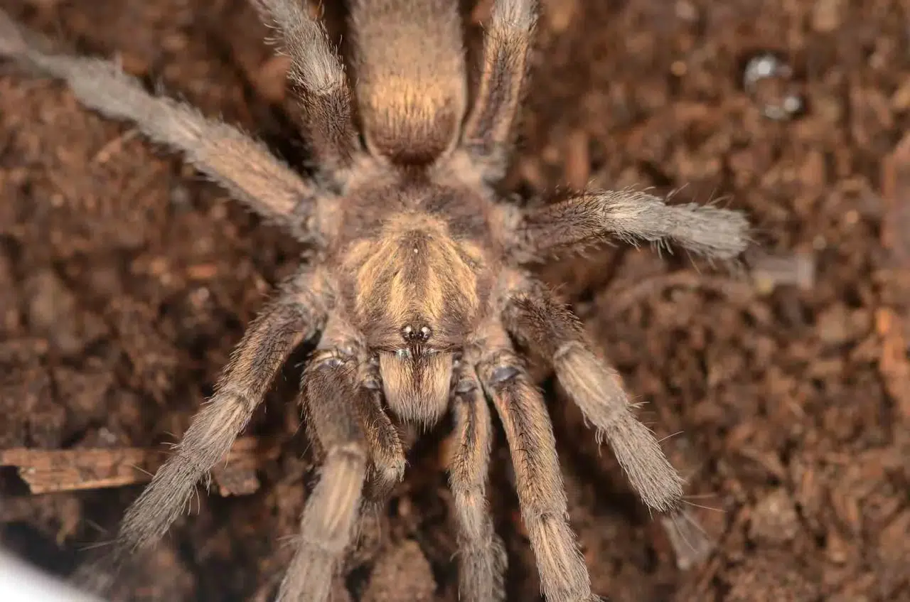 Müze rafında 34 yıl bekledi: Türkiye’nin tarantula haritası değişti