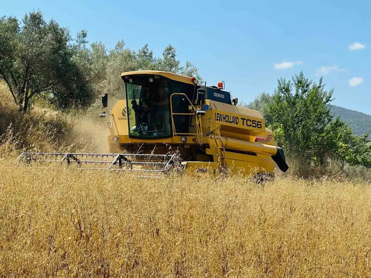 Menteşe ovasında hasat mesaisi: Biçerdöverlere yakın takip