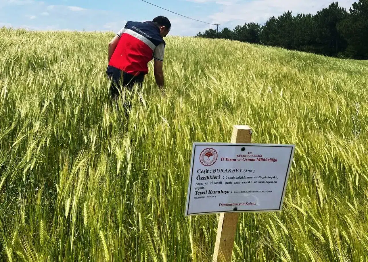 Simavlı çiftçinin hasat umudu tarlada filizleniyor: Arpa üretiminde kritik denetim