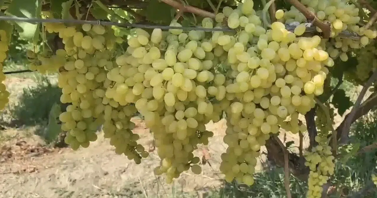 Alaşehirli üreticilere kritik uyarı: İlaç alımı için geri sayım başladı