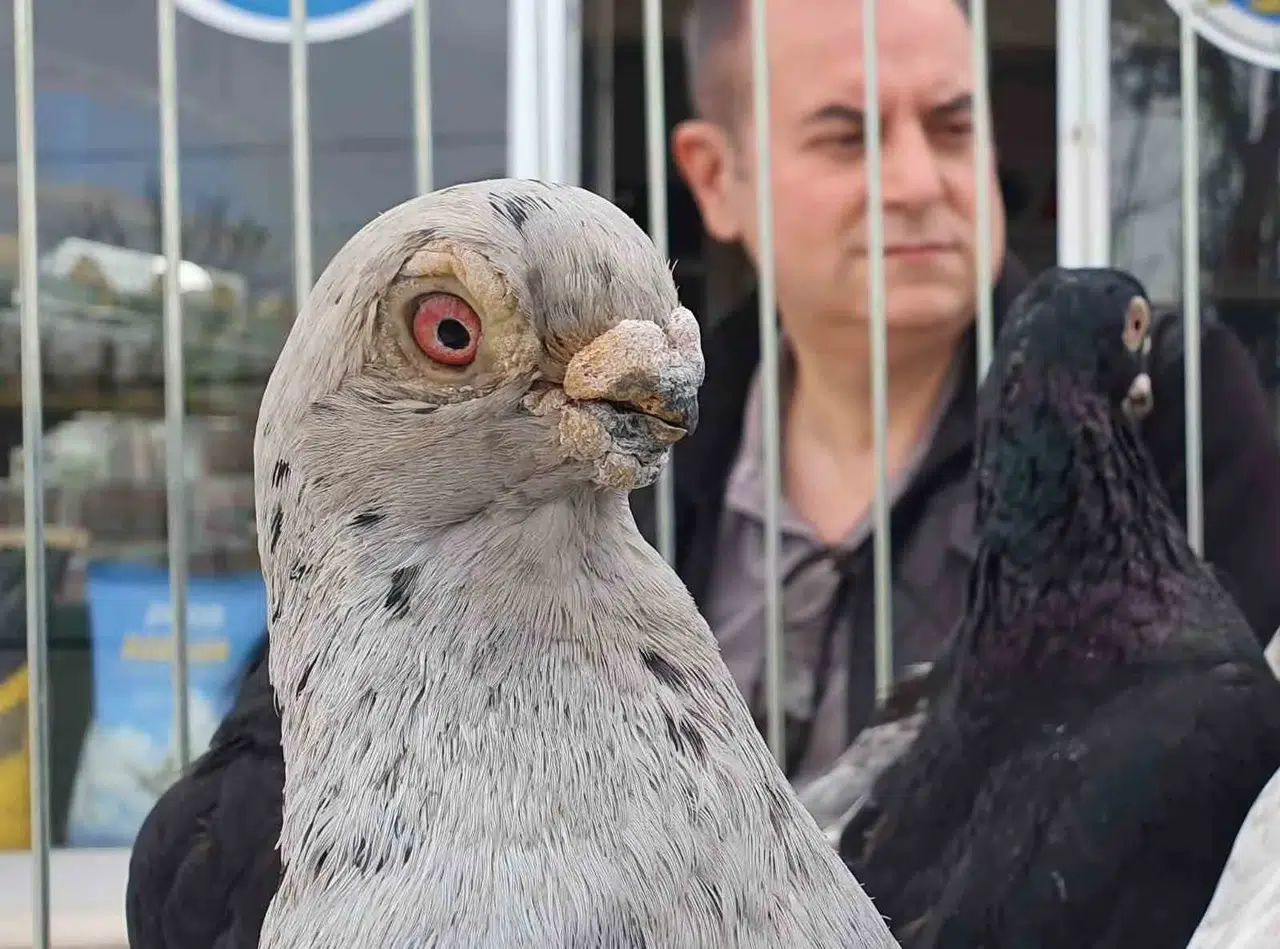 Denizli'nin 8 asırlık gururu podyuma çıktı: Parmak ucunda yürüyen efsane